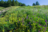Volop bloemenweiden.